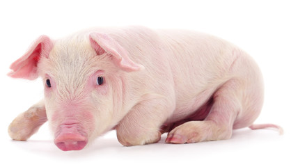 Small pink pig isolated.