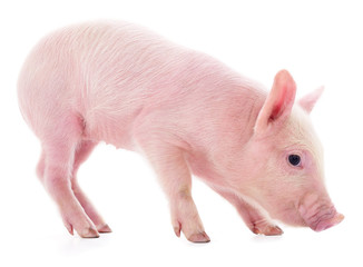 Small pink pig isolated.