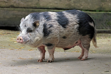 Wollschwein