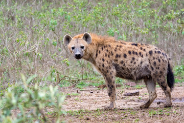 hyena& 39 s in Kenia