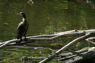cormorant on a log