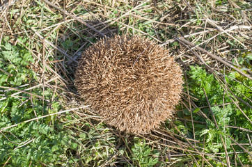 European hedgehog rolls into a ball in grass for protection