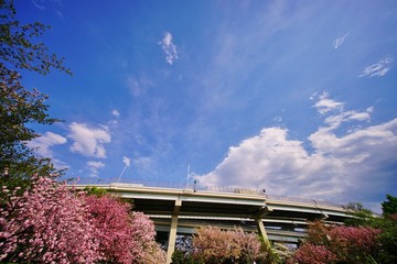 桜咲く公園