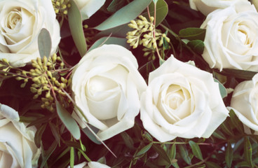 soft focus for background. Flowers gentle white rose.