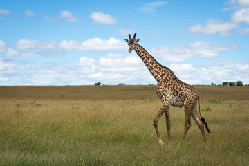lonely giraffe in Masai Mara