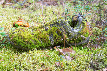 Old shoe overgrown with moss in the forest. Environmental problems, Environmental Pollution....