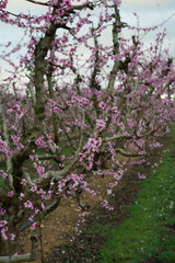 Orchard in spring blossom