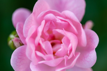 Pink roses on a green bush in garden