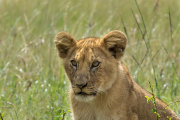lion cub portrait