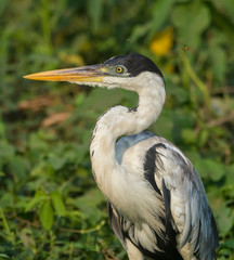 White necked heron, Pantanal , Brazil