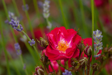 Red roses green bush in garden with lavender angustifolia