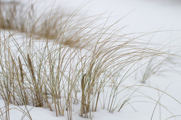 Beach grass in winter on white snow background. Selective focus.