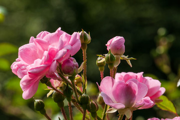 Fototapeta na wymiar Pink roses on a green bush in garden