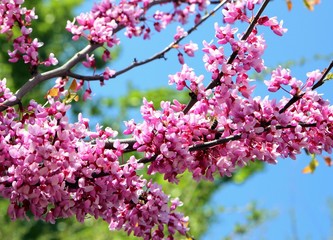 pink flowers in spring