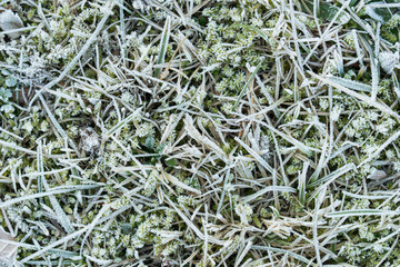 moss and grass covered with hoar frost