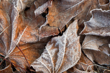 maple leaves covered with hoar frost macro
