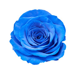 Blue rose closeup isolated