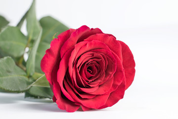 Beautiful red rose close up on a white background