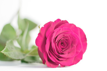 Pink rose close up on a white background