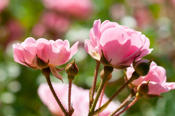 Pink roses on a green bush in garden
