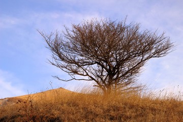 tree in the field