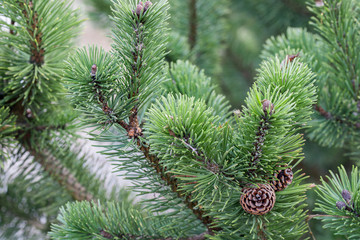 mountain pine twig with cones