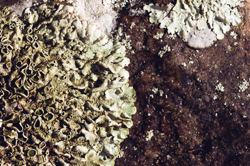 lichen on a rock