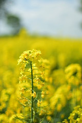 Obraz premium blooming rapeseed with ant - closeup