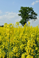 landscape field of a rapeseed and tree