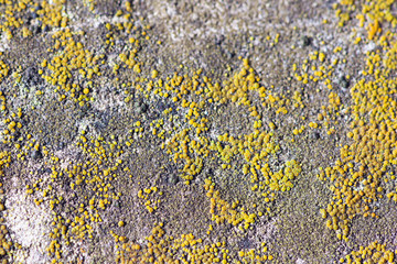 lichen on a rock