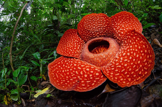 Rafflesia Images – Browse 1,033 Stock Photos, Vectors, and Video | Adobe  Stock