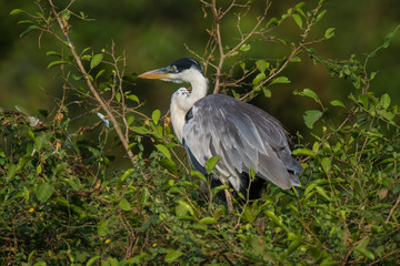 White necked heron, Pantanal , Brazil