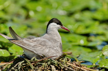 Whiskered Tern (Chlidonias hybrida)