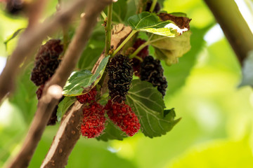 Fresh red mulberry on the tree in the garden.