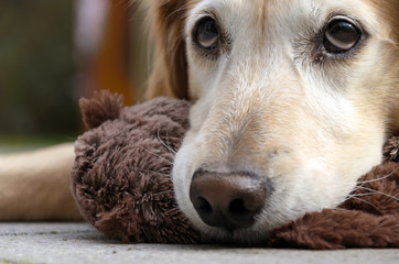 Portrait of a cute golden retriever with stuffed animal in his mouth. Example of a typical dog look. Selective focus.