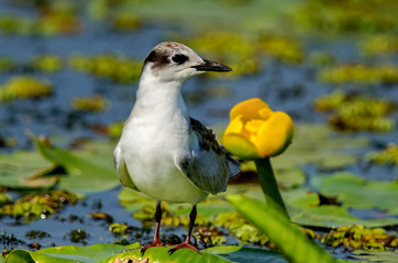 Whiskered Tern (Chlidonias hybrida)