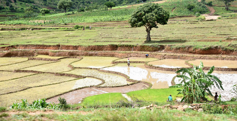 Madagascar Rizières en escalier 2152b