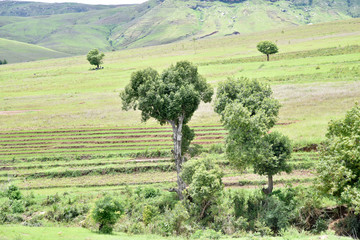 Fototapeta na wymiar Madagascar Arbres Grand Sud 2198