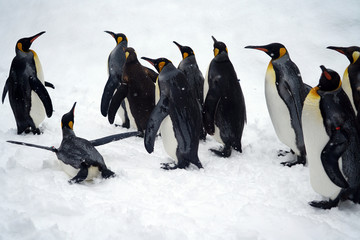 Penguin group on the snow   