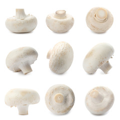 Set of fresh delicious champignon mashrooms on white background