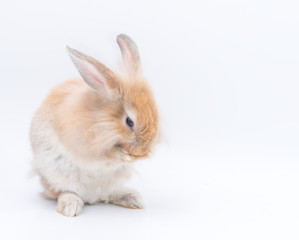 Lovely rabbit standing on two legs with eggs on a white background. Cute bunny isolated for easter concept.
