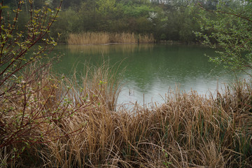 pond in the park with grass