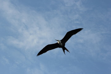 frigate bird