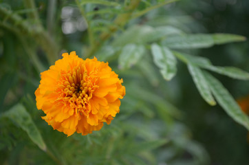 Marigolds are blooming