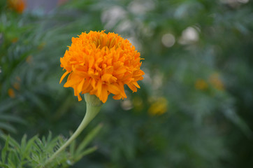Marigolds are blooming