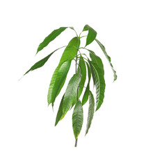 Branch of mango tree with green leaves on white background