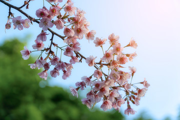 Cherry blossoms or Sakura in winter on sunrise for background. Seletive focal.