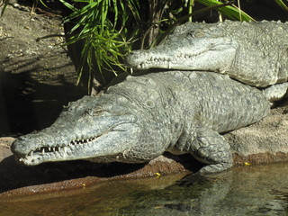 sunning crocodiles
