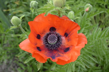 Fototapeta premium poppy