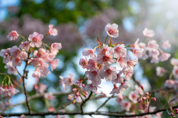 Pink cherry blossoms on the sakura tree in winter on sunrise for background. Seletive focal.